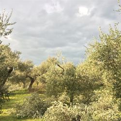 Azienda Agricola Podere Leonardi