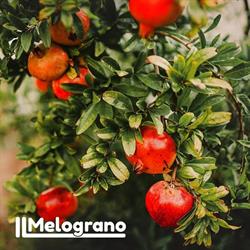 Il Melograno