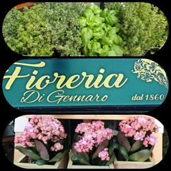 Fioreria Di Gennaro