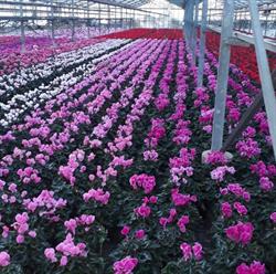 Horti-plant soc. agricola