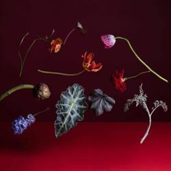 L’Angolo fiorito di Rosalba