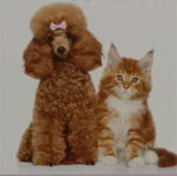 Valery Petstyle