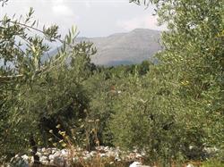 Società Agricola Oleum Summum