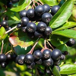 Aronia Italia