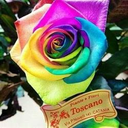 Piante e fiori Toscano