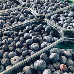 Piccoli Frutti dei Castelli Romani