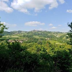 La volpe tra le vigne B&B