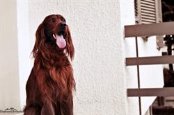 Caninoteca Toelettatura