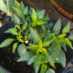Groove growshop Formia