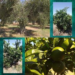 Azienda Agricola Sergio&Giacomin