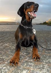 Ambulatorio Veterinario Sbrogna