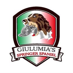 Giulumia's Centro addestramento e allevamento Springer Spaniel