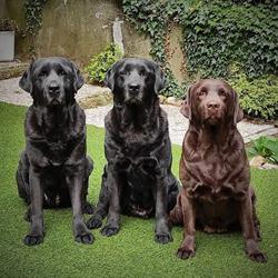 Glenhedgehog's Labrador Retrievers