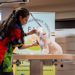 Toelettatura Professionale Per Un Pelo - Scuola di toelettatura Elena Zeggio