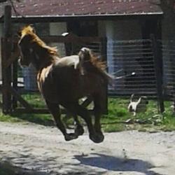 Circolo Ippico Pegaso