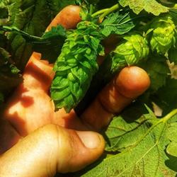 Ortigrandi - Birrificio Artigianale