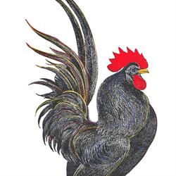 Poggio del Gallo