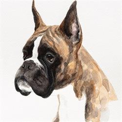 Boxer Dell'Espinosolo