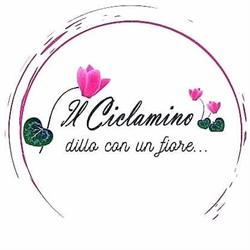 Il Ciclamino