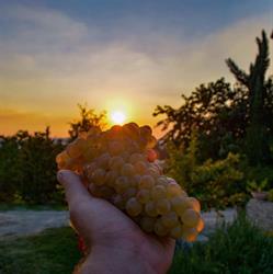 Podere Salvarola