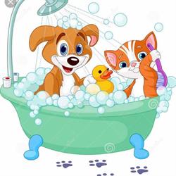 Coccole Pet Shop e Toelettatura Lazzate