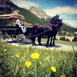 Scuderia Alpine friesian