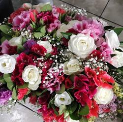 Piante fiori Mimmo