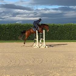IHC International Horse Center