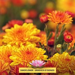 Simoflower