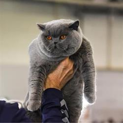 Dinastia Romana British Shorthair