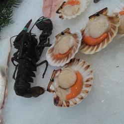 Pescheria itticafranco