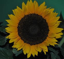 I FIORI DI METANOPOLI