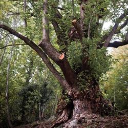 Il Castagno di Canalaz