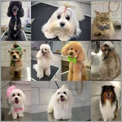 Pet Style Boutique, Toelettatura per animali