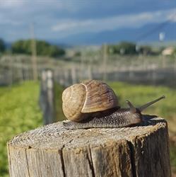 La Lumaca del Marchese