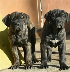 Valmorea Kennel Centro Cinofilo