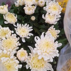 Guarino Fiori