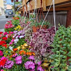 Flowerland