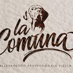 Allevamento Vizsla Della Comuna