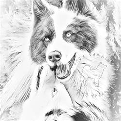 Yakutian Laika di Casa Samnium