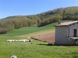 Agricola Massimiani