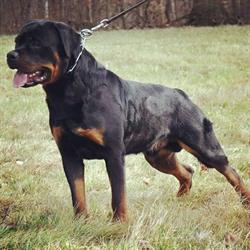 Rottweiler Vom Hause Scaligeri