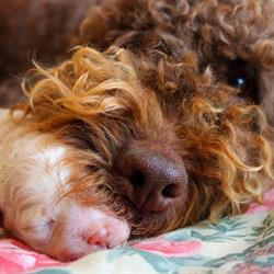 Lagotto Romagnolo del Fatalbecco