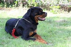 Rottweiler allevamento amatoriale frentano
