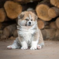 Allevamento del Borgo Kensha - Allevamento di Akita