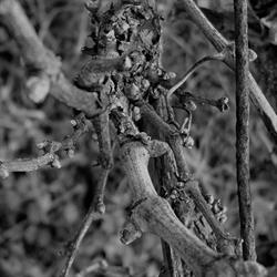 VIGNA DELLA CAVA