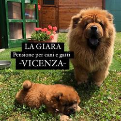 La Giara - Pensione per cani&gatti