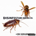 Tutela assoluta ecosostenibile controllo Calabrone Asiatico.