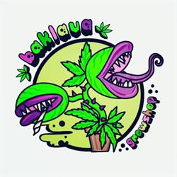 Baklava Growshop