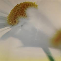 Parafarmacia di Stella Laura Specializzazione Omeopatia Farmacista